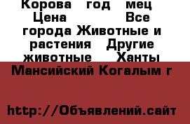 Корова 1 год 4 мец › Цена ­ 27 000 - Все города Животные и растения » Другие животные   . Ханты-Мансийский,Когалым г.